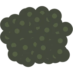 Lentils